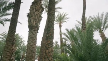 Kamera hareketi, yüksek palmiye ağaçlarının tepesinden, aile arazisinin özel bahçesindeki yeşil çimlerde zarif bir şekilde oturan kadına kadar. Sahne sükuneti, kültürel zarafeti ön plana çıkarıyor. Yüksek kalite 4k görüntü