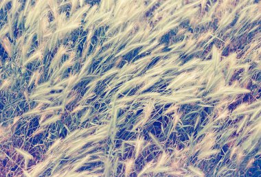 yeşil çimen dokusu, bitki örtüsü ve doğa