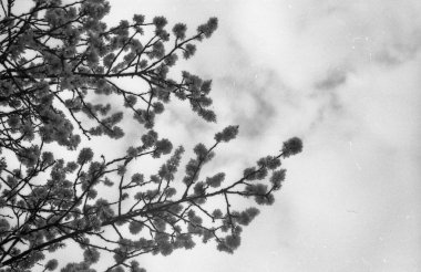 Bulutlu arkaplanı olan ağaç dalları