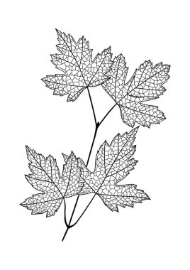 Akçaağaç yaprağı, çizgi sanatı, vektör illüstrasyonu