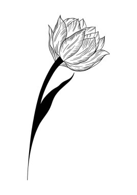 vektör siyah ve beyaz mürekkep el çizimi mürekkep çiçeği