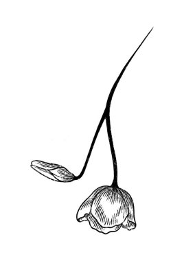 Çiçeğin vektör çizimi, botanik illüstrasyon