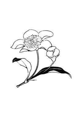 Çiçeklerin vektör çizimi. Çiçek arkaplanı