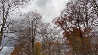 Parktaki ağaçlara düşen renkler Fırtınalı gökyüzüne karşı