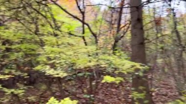 Mountainside, NJ, ABD - 11-11-2021: Sonbaharda parkta yürüyen genç adam