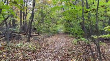 Sonbaharda patikada yürüyüş.