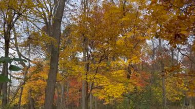 Parktaki ağaçlara sonbahar renkleri