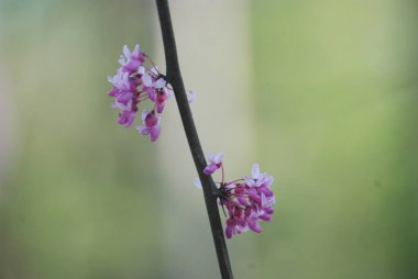 İlkbaharda ağaçta pembe kızılcık çiçekleri