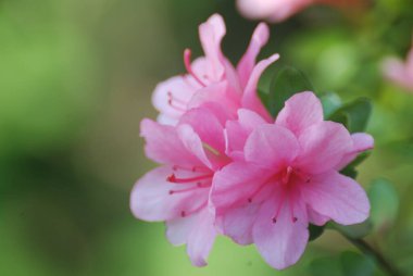 Baharda çalılıklarda pembe açelya çiçekleri