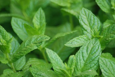 Baharda bahçede taze nane yaprakları