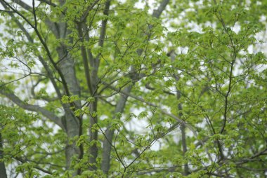 Baharda bahçedeki ağaçlarda taze yeşil yapraklar