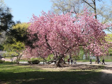 New York, New York, ABD - 04-13-2012: güneşli bir bahar gününde Central Park 'ta