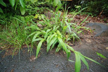 Yağmurlu bir günde baharda bahçede yabani otlar