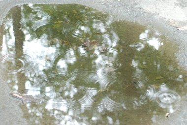 Yağmur damlaları ve ağaç yansımaları olan su birikintisi