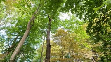 Sonbaharın başlarında parkın rengini değiştiren ağaçlar