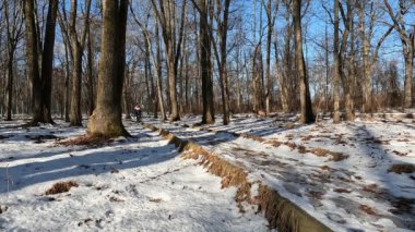 Mountainside, NJ, ABD - 01-11-2022: Soğuk, güneşli bir Ocak gününde soğuk bir kar gününde şehir parkında donmuş patikada yürüyüş yapan kadın