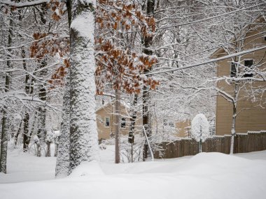 Kar fırtınası sırasında karla kaplanmış ağaçların yakın görüntüsü