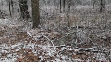 Ocak 'ta bataklıkta karda yürüyüş yapmak.