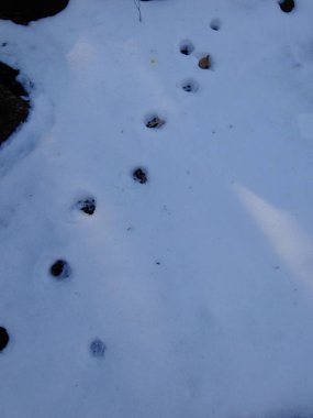 Kışın kardaki hayvan ayak izleri.