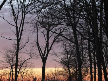 winter sunset behind silhouetted trees