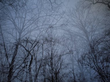 Bileşik: ağaçlar kışın birbirine karışır