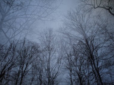 Bileşik: ağaçlar kışın birbirine karışır