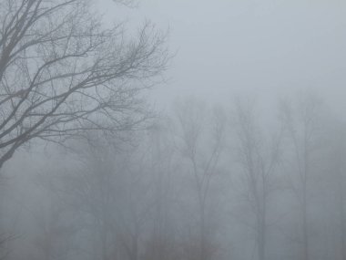 Ocak ayında yoğun siste ağaç siluetleri