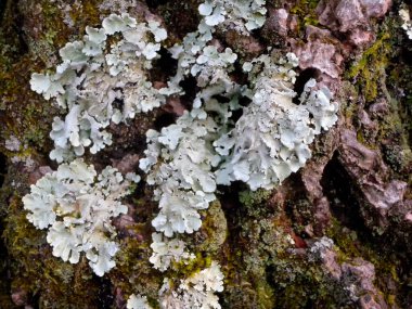 Kışın ağaç gövdesindeki liken manzarası                                           