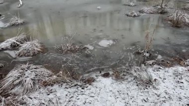 Ocak ayında, karlı bir günde, bataklıkta donmuş bir gölet.