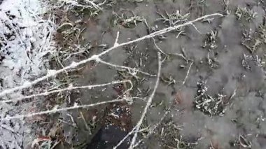 Kadın ocak ayında kar tozuyla bataklıkta buzlu patikada yürüyüş yapıyor. 