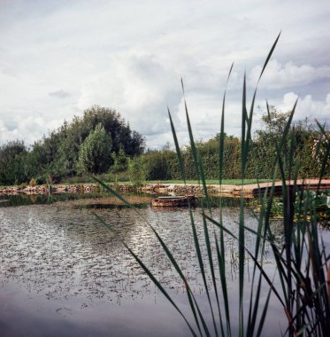 Yazın acele bitkilerle dolu küçük bir gölet.