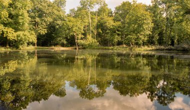 Burgundy Fransa 'da yaz mevsiminde bir göldeki ağaç yansımaları