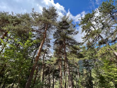 Alplerdeki çam ağaçları ormanı
