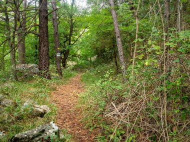 Güney Alplerindeki ormandaki patika.