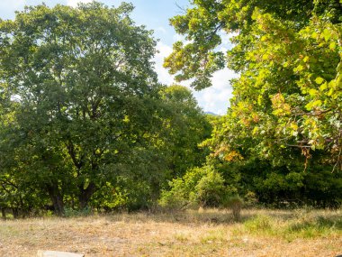 Fransa 'nın güney Alplerindeki tepelerde meşe ve kestane ağaçları