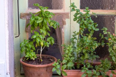 Fesleğen ve nane. Pencere kenarında saksıda. 