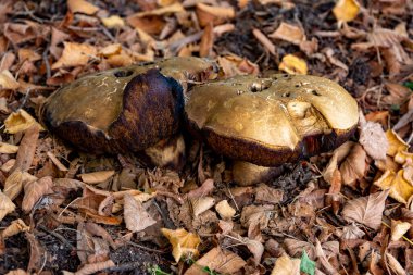 Yarısı ormanda yerde solucan mantarı tarafından yenmiş.