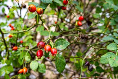 Elentine meyvelerinin yakın görüntüsü