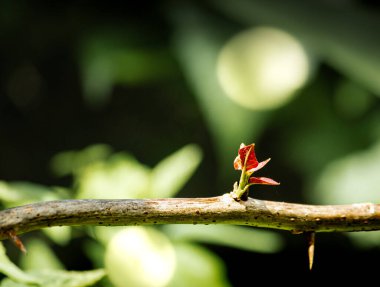Bahçedeki kırmızı çiçek