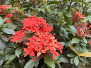 Şehir süs bahçesinde Ixora coccinea. Bahçedeki güzel kırmızı tropikal bitkiler
