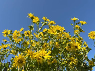 Yazın mavi gökyüzünün arka planında güzel sarı çiçekler. Doğa Arkaplanı