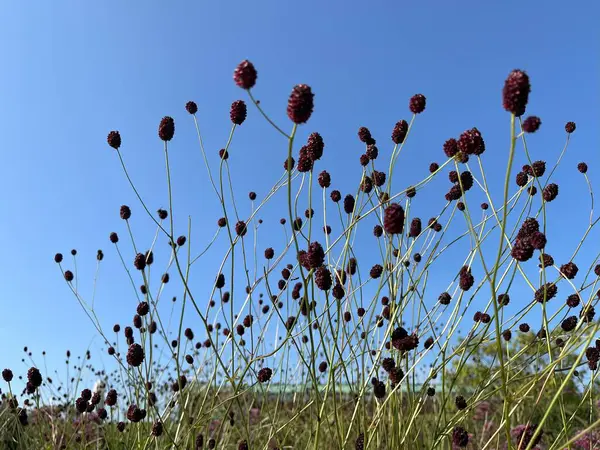 stock image Sanguisorba officinalis in the garden with clear blue sky 