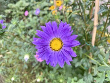 Güzel açan mor Alp Aster. Doğa arkaplanı 