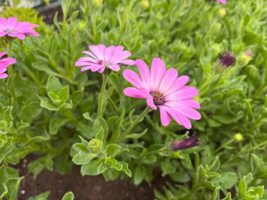 Açık hava bahçesinde mor papatya. Seçili odaklanma