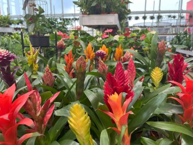 Bromeliad bitkilerini kapalı bir çiçekçide kapatıyoruz.