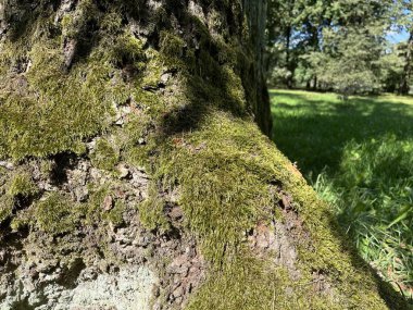Parkta yosunlu yaşlı ağaç, fotoğrafa yakın çekim..