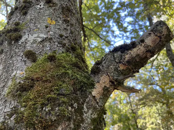 Parkta yosunlu yaşlı ağaç, fotoğrafa yakın çekim..