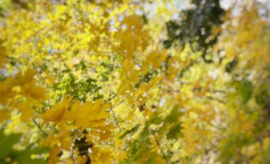 Ağaçların dallarında sarı akçaağaç yapraklarının bulanık arkaplanı. Sonbahar arkaplanı