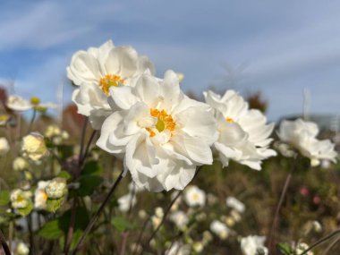 Kasırga Anemone. Mavi gökyüzüne karşı güzel beyaz çiçekler. Çiçeklerin doğa arkaplanı.