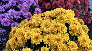 Farklı renklerde kasımpatıların canlı bir gösterisi. Mor, kırmızı ve sarı çiçek kümeleri vardır. Çiçekler yapraklarıyla birlikte tam çiçekleniyor. 